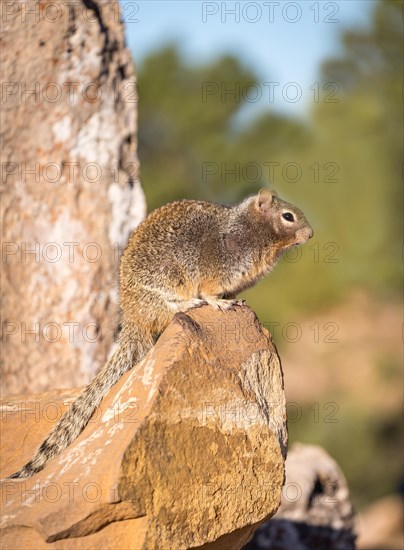 Rock squirrel