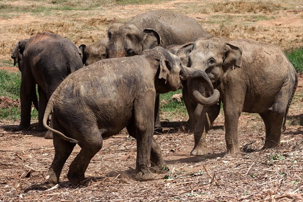 Asian elephants