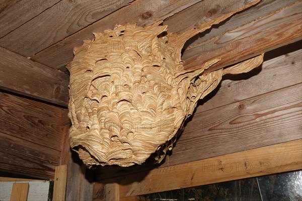 Hornet's nest