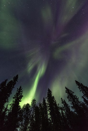 Northern Lights or Aurora Borealis above trees