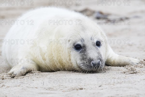 Gray seal