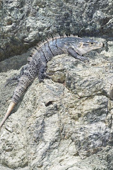 Black spiny tailed Iguana