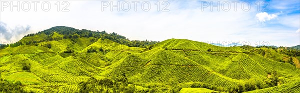 Tea plantations