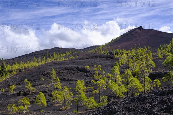 Montana Negra or Volcan Garachico