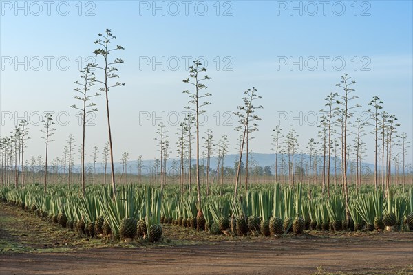 Sisal agave