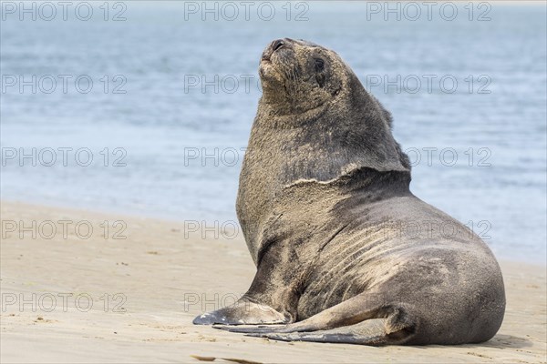 New Zealand sea lion