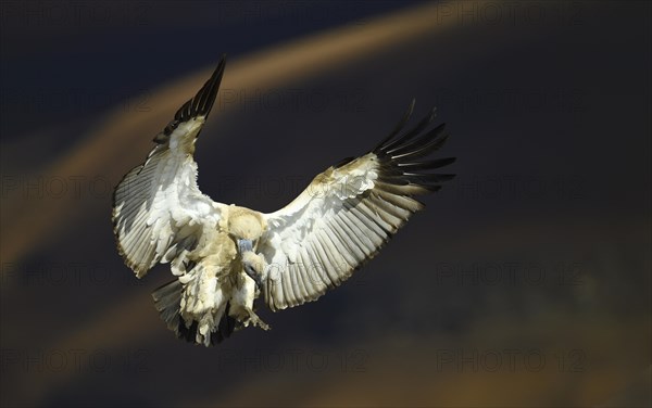 Cape vulture