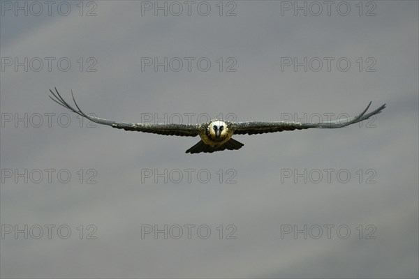 Young Bearded Vulture