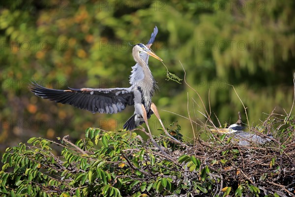 Great blue heron