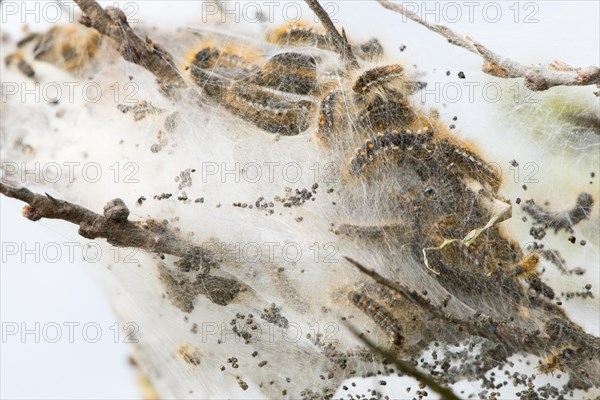 Caterpillars of the brown-tail