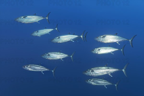 School of dog-tooth tunas