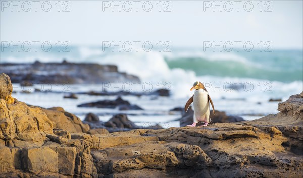 Yellow-eyed penguin