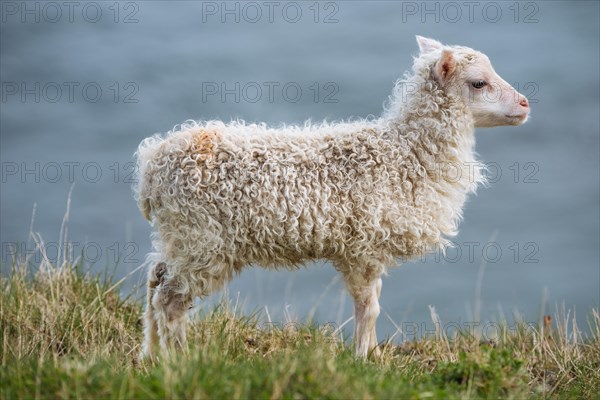 Lamb