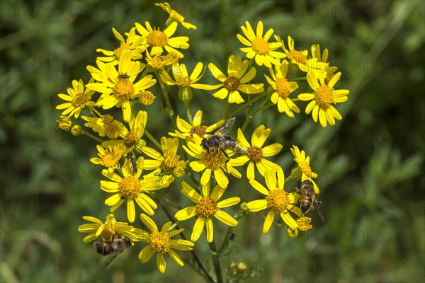 Ragwort