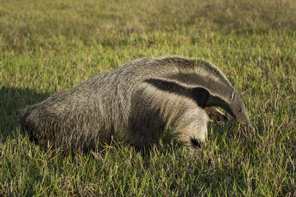 Giant anteater