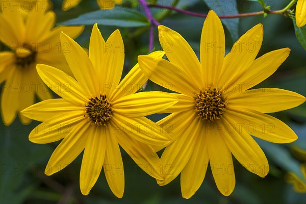 Blossoms of the Jerusalem artichoke