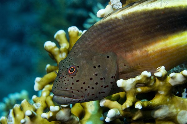 Black-sided hawkfish