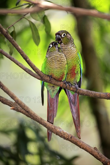 Two Green-cheeked parakeets