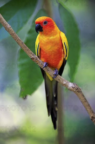 Sun conure