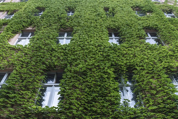 House facade overgrown with Boston ivy