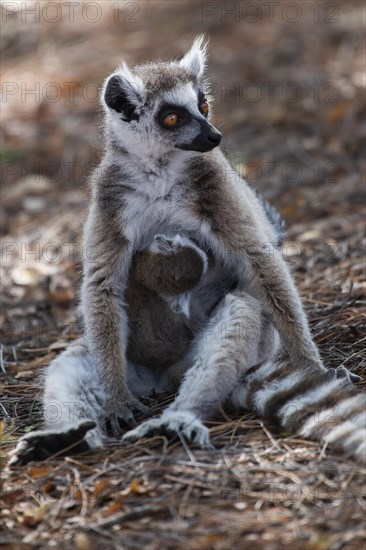 Ring-tailed lemur