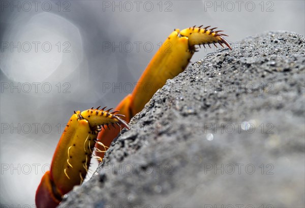 Feet of Red rock crab