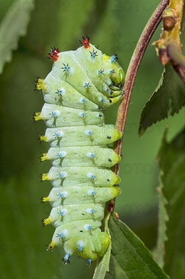 Glover's silkmoth