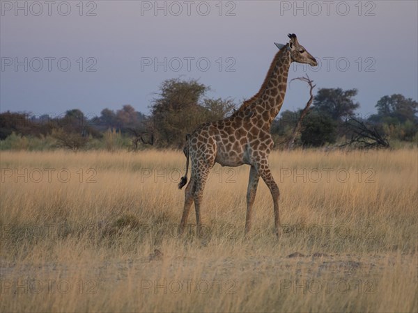 Young South African giraffe or Cape giraffe