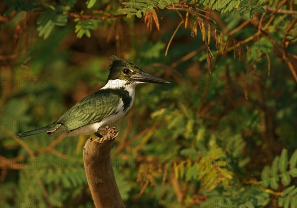 Amazon Kingfisher