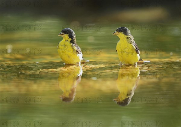 Lesser Goldfinch