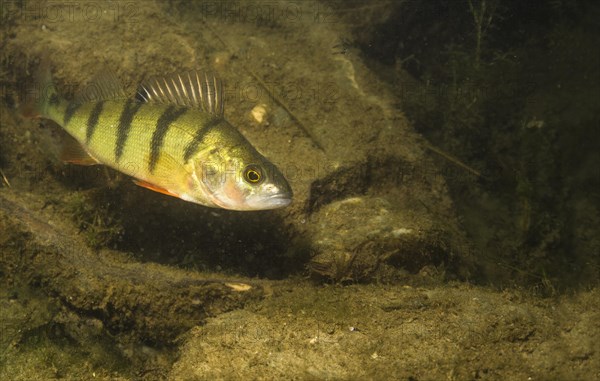 European perch