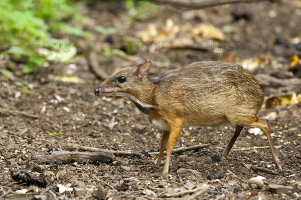 Java mouse-deer