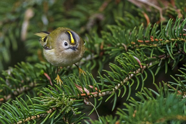 Common firecrest