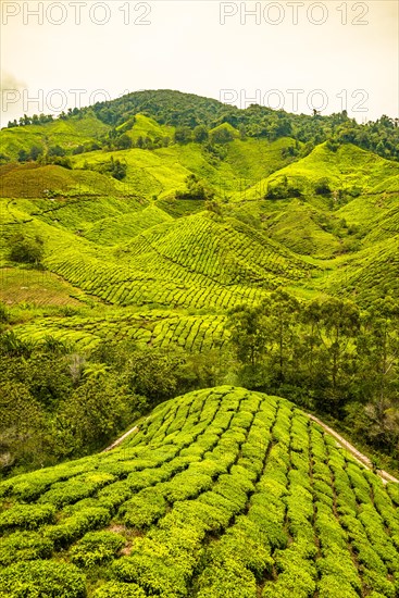 Tea plantations