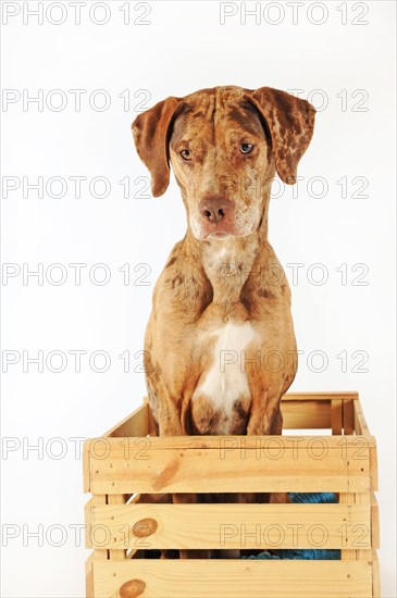 Catahoula Leopard Dog
