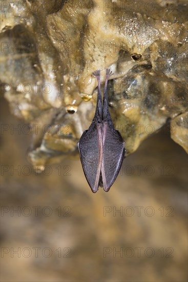 Lesser Horseshoe Bat