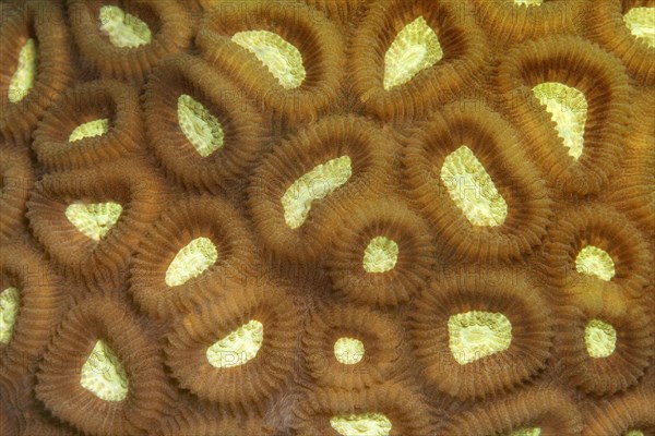 Favia stony coral