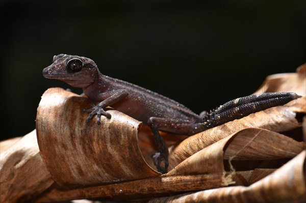 Great Headgecko