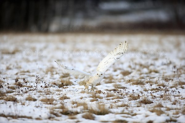 Snowy Owl