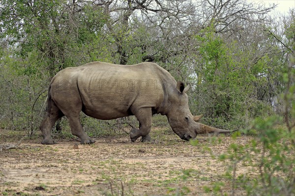 White rhinoceros