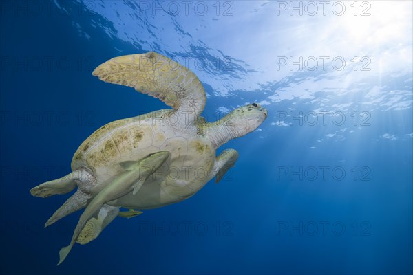 Green Sea Turtle