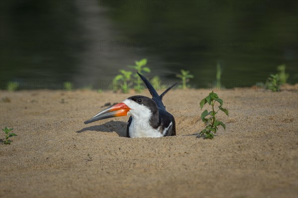 Black Skimmer