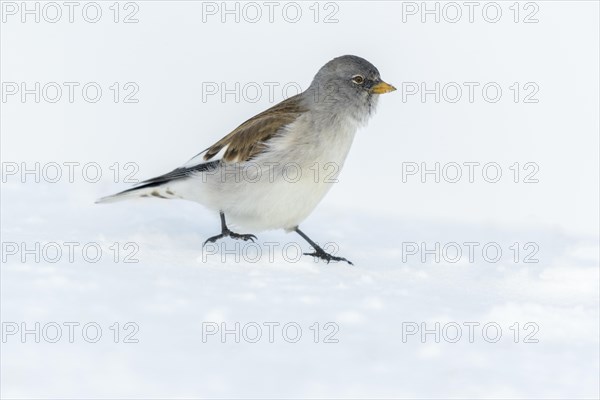 White-winged snowfinch