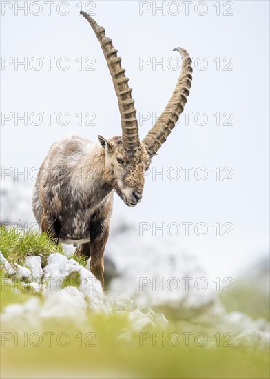 Alpine Ibex