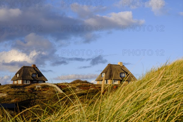 Typical Frisian houses with thatched roofs in the dunes of Hornum
