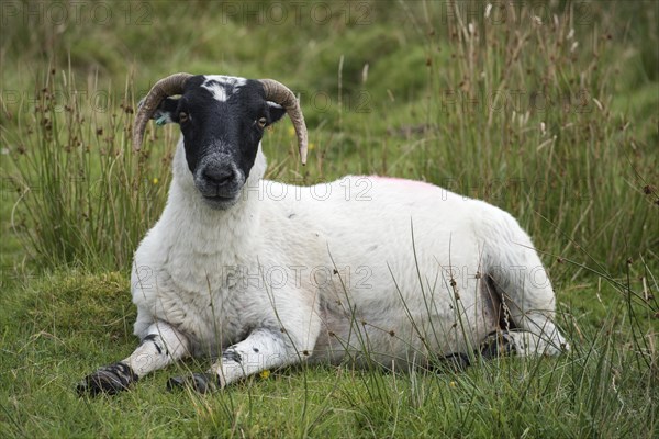 Scottish Sheep