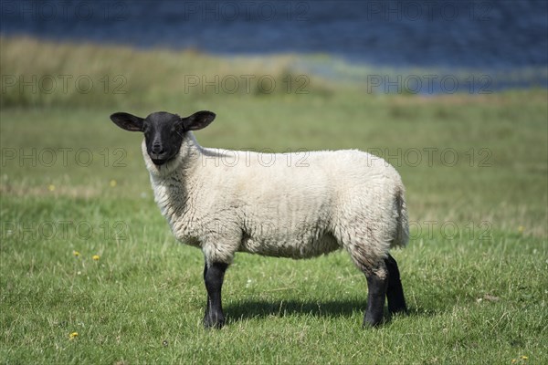 Scottish Sheep