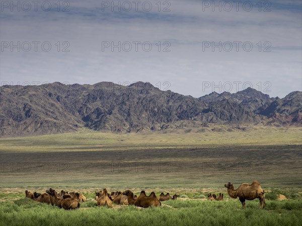 Camels