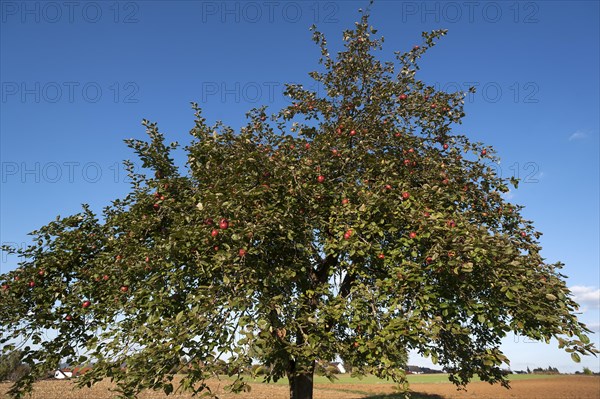 Apple tree