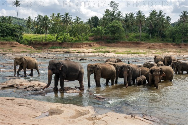 Asian or Asiatic elephants